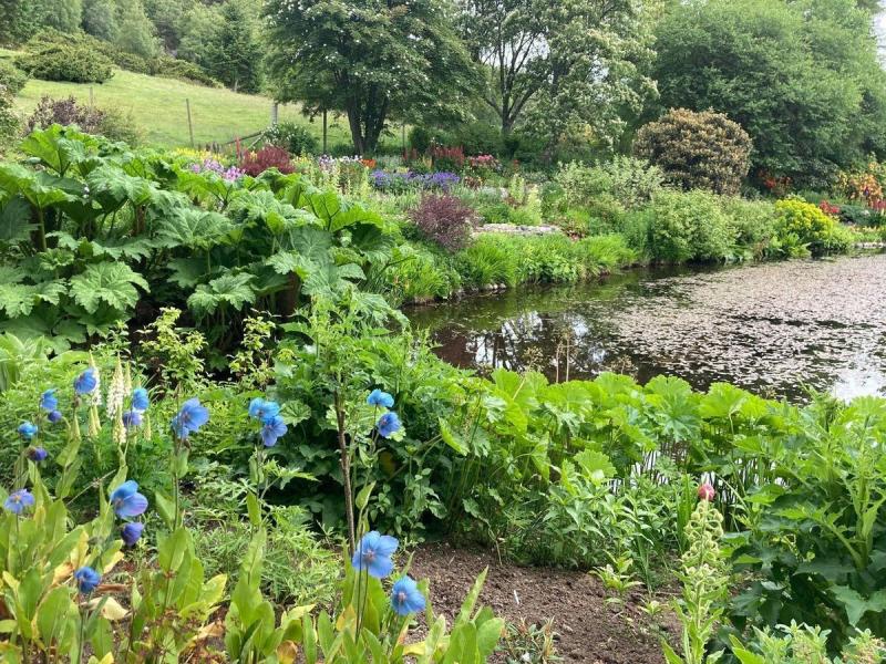 Large pond and meconopsis on slope