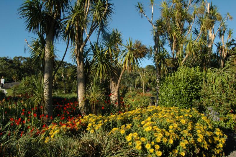 A photograph showing palm trees and flowers at Logan Botanic Gardens near Stranraer, Scotland