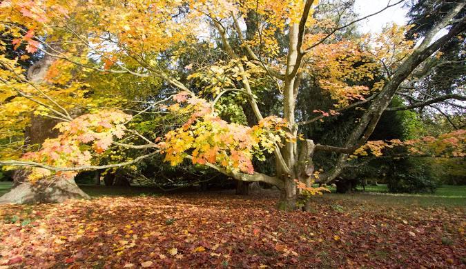 The image shows autumn colour at Westonbirt Arboretum