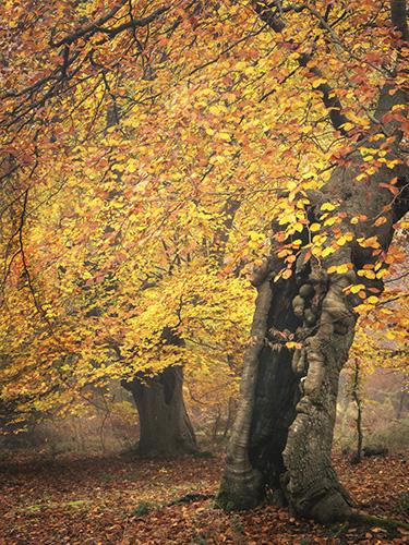 Woodland by Paul Mitchell